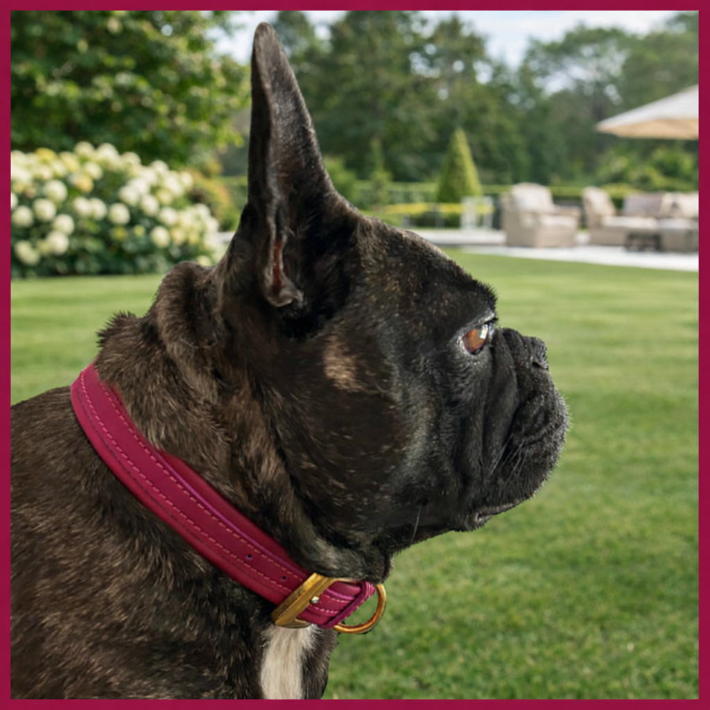 Collare pelle cane artigianale italiano vera pelle tracolla elegante personalizzabile