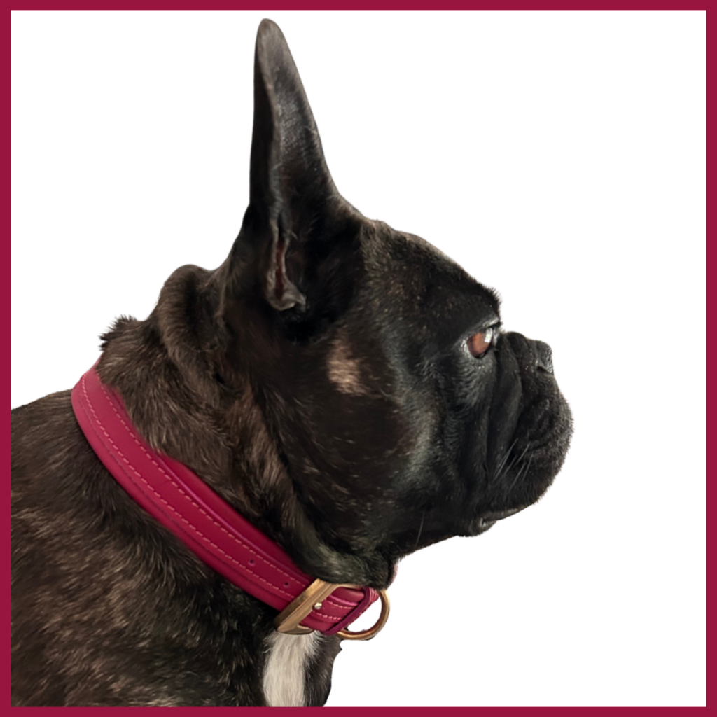 French bulldog with handcrafted pink leather collar portrait on white background